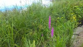 WP_20160628_12_09_59_Pro.jpg