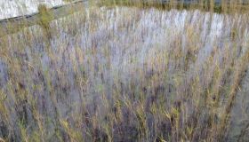 ArmaFlor Roehrichtmatten Typ RM