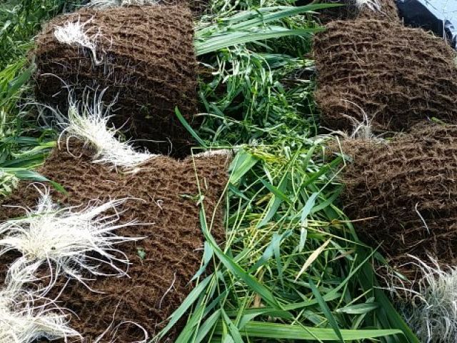 Unterseite von ArmaFlor® Röhrichtmatten