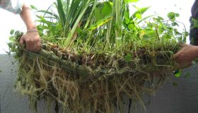 balcony plants 0011.jpg