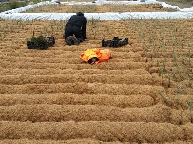 ArmaFlor® Röhrichtwalzen Typ Röwa während der Bepflanzung
