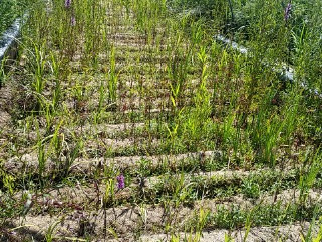 ArmaFlor® Röhrichtwalzen Typ Röwa während der Anzucht