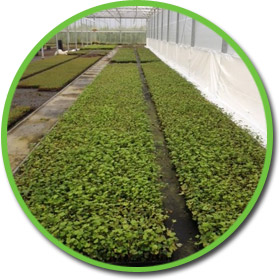 Produktions- und Hebesysteme BesLift®
